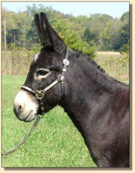 Windcrest Gidget